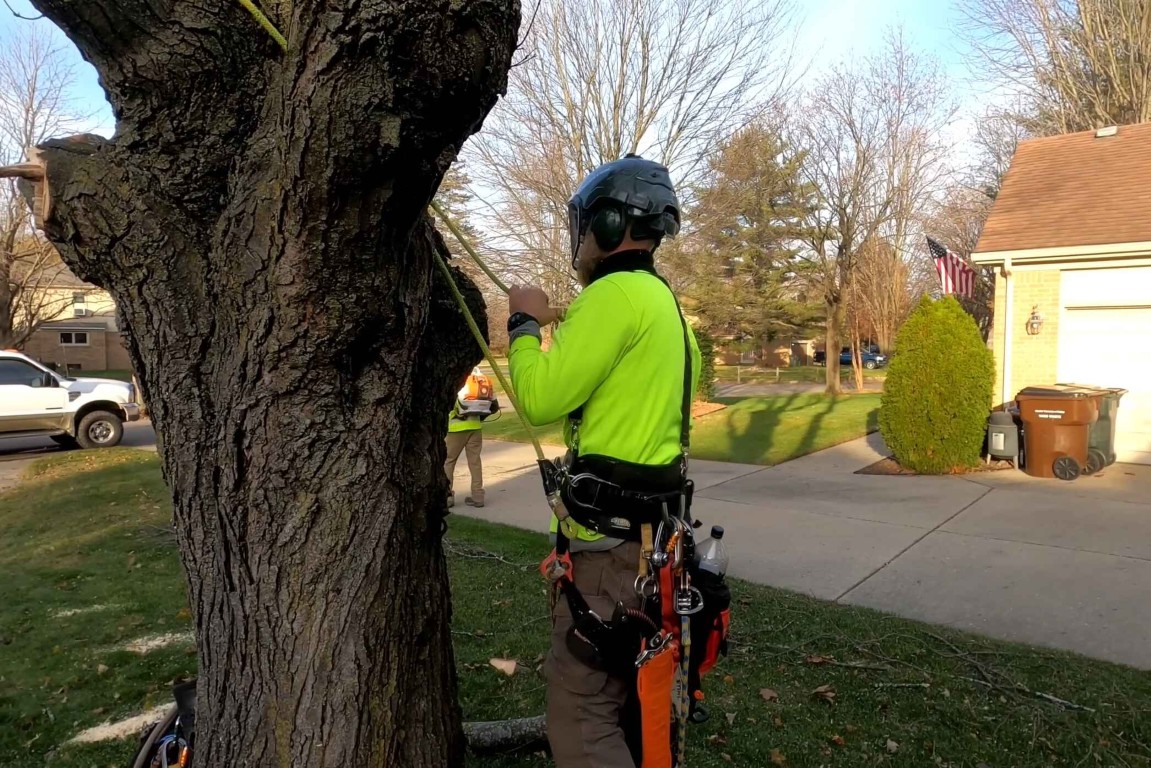 Certified arborist inspecting tree health in Walnut Creek residential area, CA